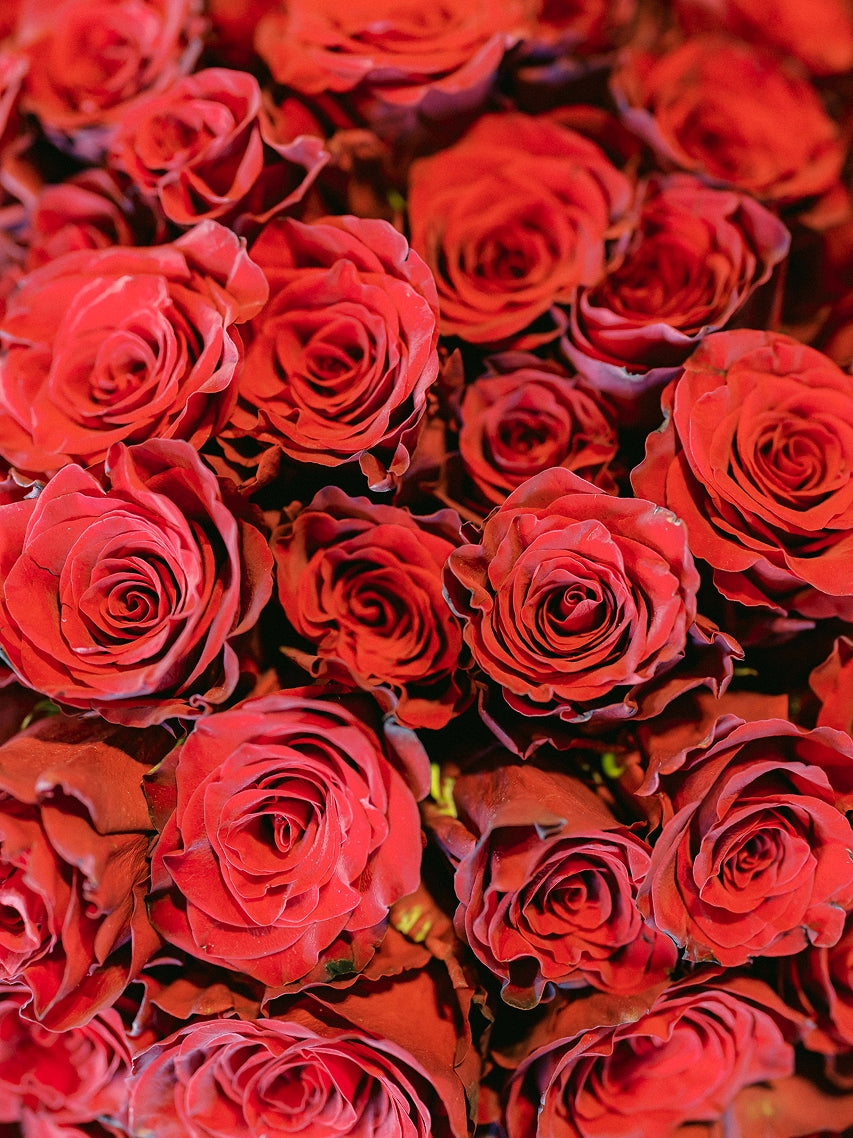 Grandeur – 100 Stems of Roses