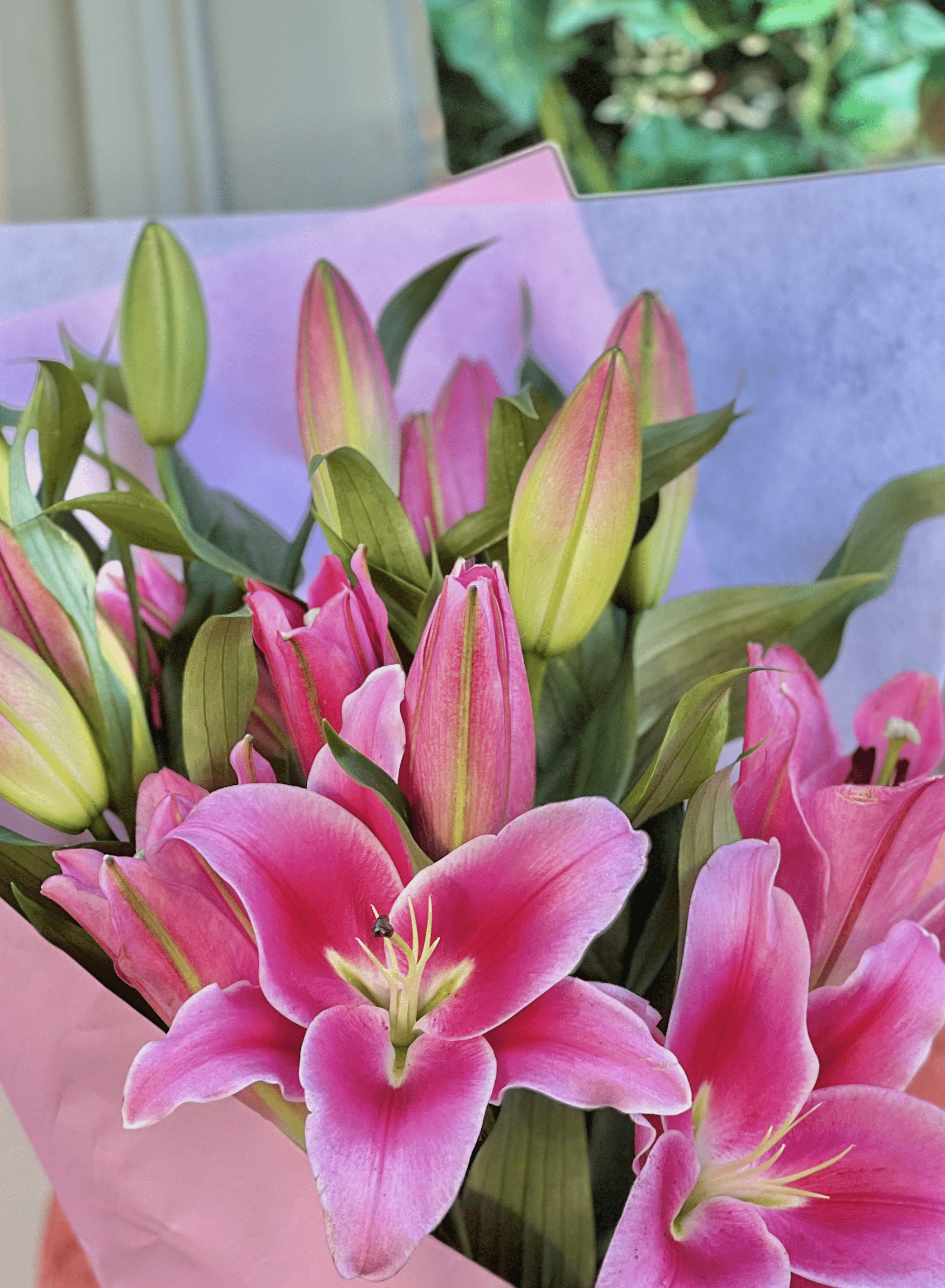 Oriental Lily