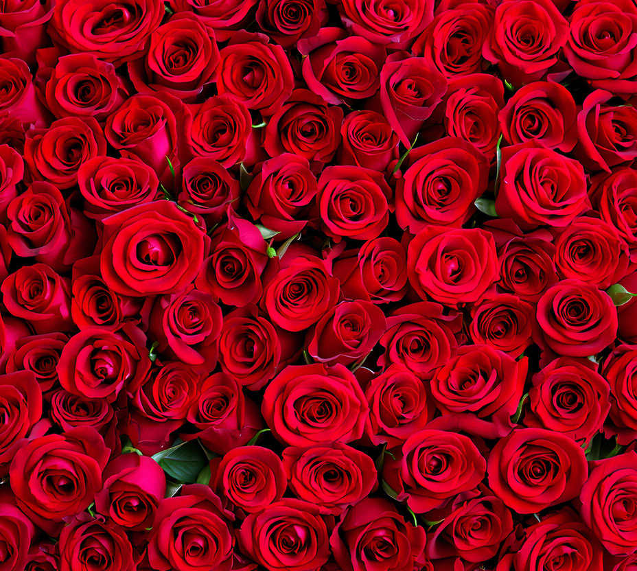 Bunch of Red Roses