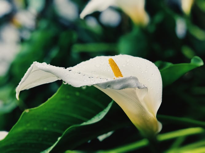 white and yellow petaled flower