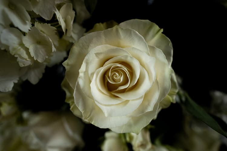 white rose in bloom close up photo